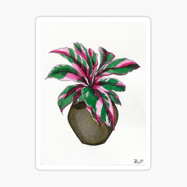 Pink Calathea Sticker