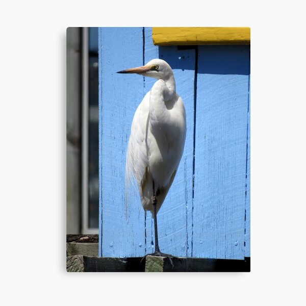 Beach Vibes Egret Canvas Print