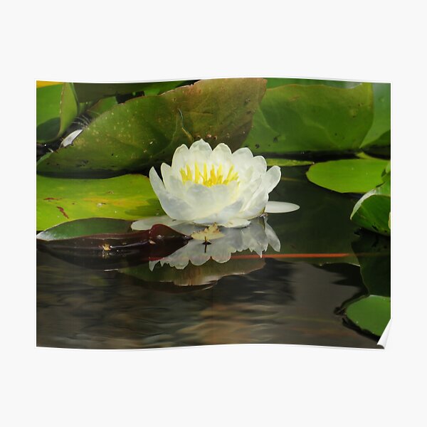 Waterlily Dreams Poster