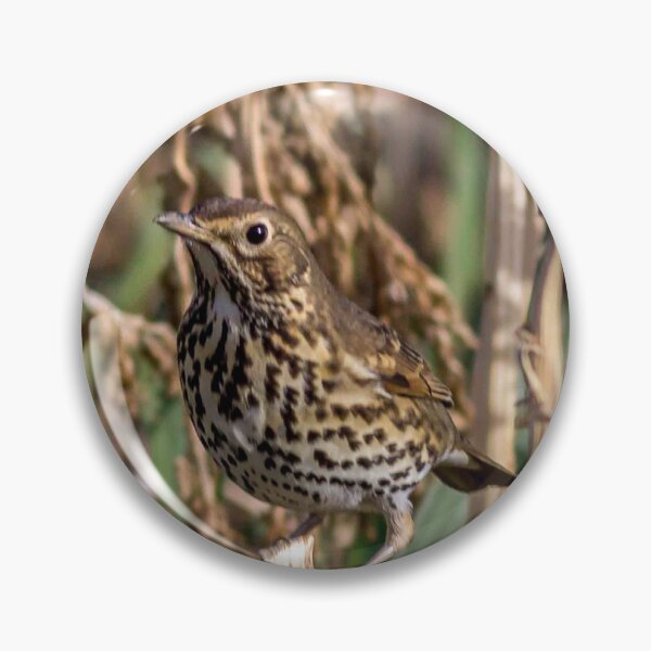 Item preview, Meadow Pipit designed and sold by grumpykeith.