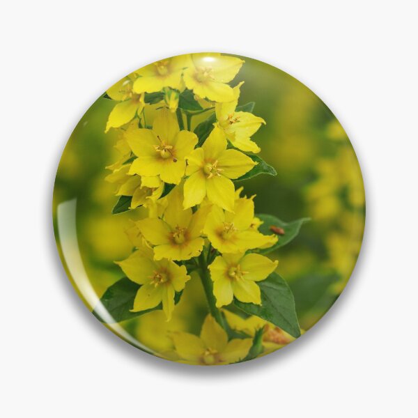 Item preview, The bold Yellow loosestrife designed and sold by Jouko Lehto Photography.