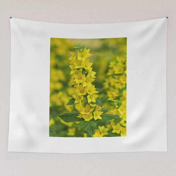 Item preview, The bold Yellow loosestrife designed and sold by Jouko Lehto Photography.