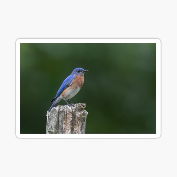 Eastern Bluebird on the Cedar Post Sticker