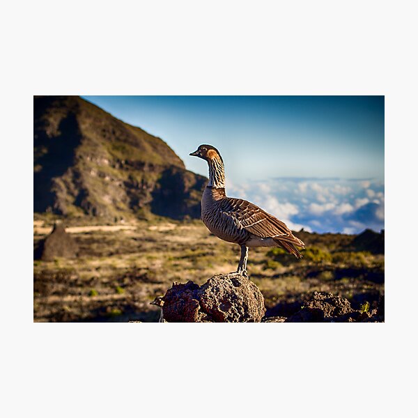 Hawaiian Nene Goose Photographic Print