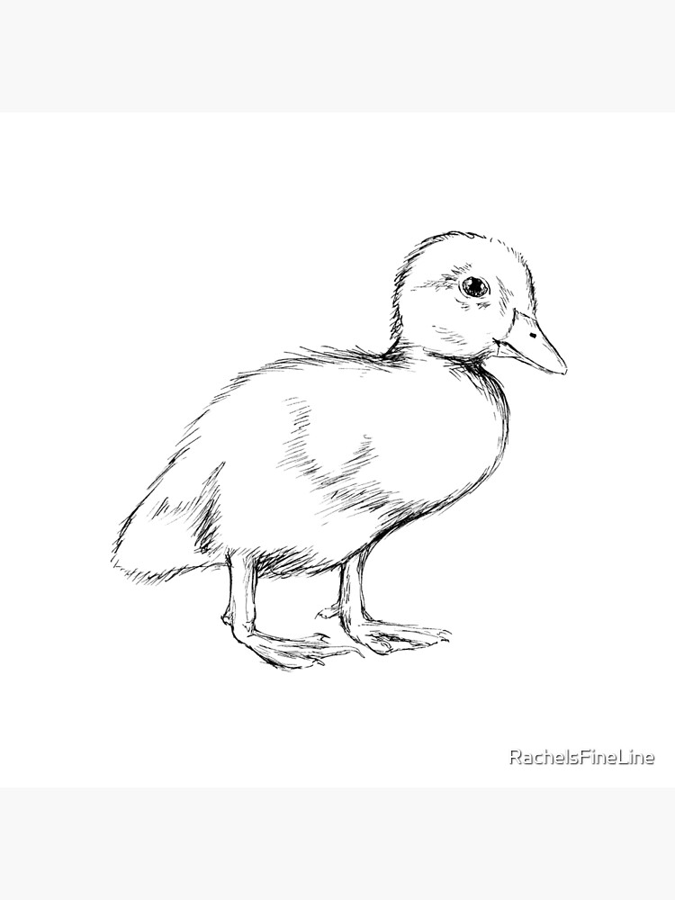 watercolor drawing of a chick  duckling sketch  Stock Illustration  86602097  PIXTA