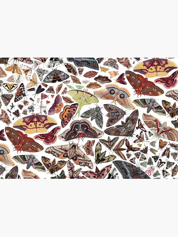 Moths of North America Pattern by JadaFitch