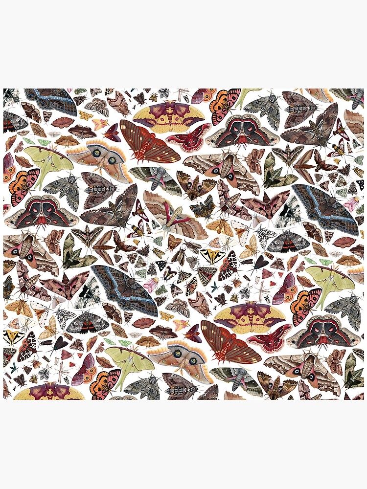 Discover Moths of North America Pattern Quilt