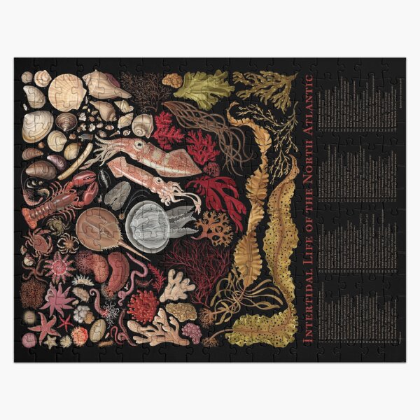 Item preview, Intertidal Life of the North Atlantic designed and sold by JadaFitch.
