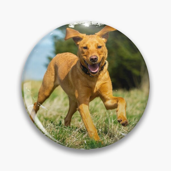 Artikelvorschau, Red Fox Labrador Retriever Welpe entworfen und verkauft von bdws.