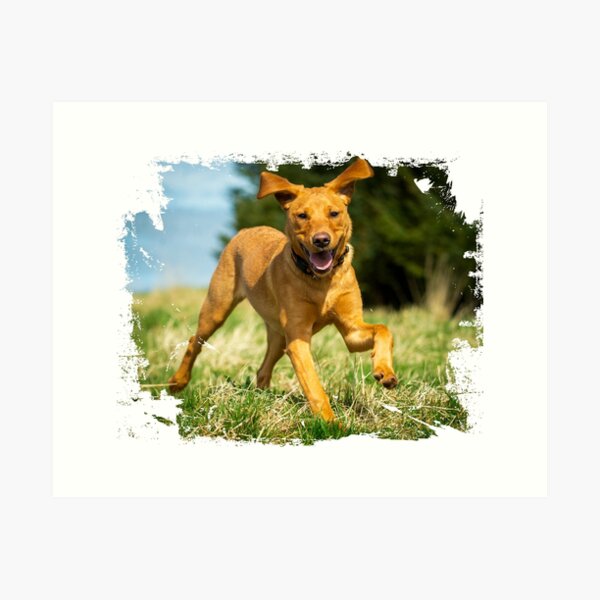 Red Fox Labrador Art Prints For Sale Redbubble
