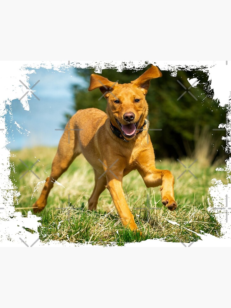 Red Fox Labrador Retriever Puppy Greeting Card By ws Redbubble