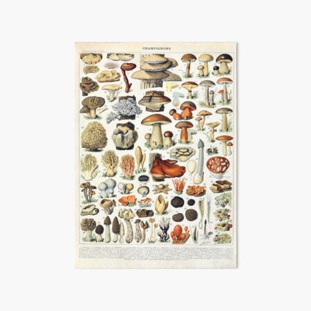 Adolphe Millot - Champignons A - French vintage poster Art Board Print