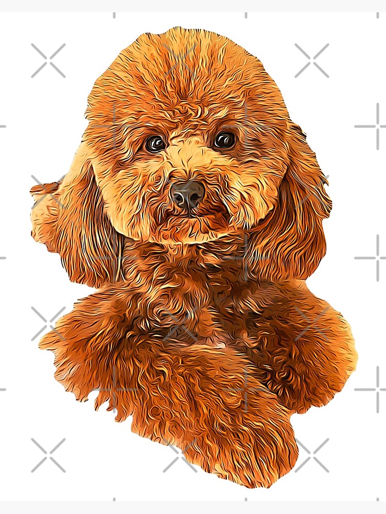 Toy Poodle Gorgeous Mini Dog Teddy | Art Board Print