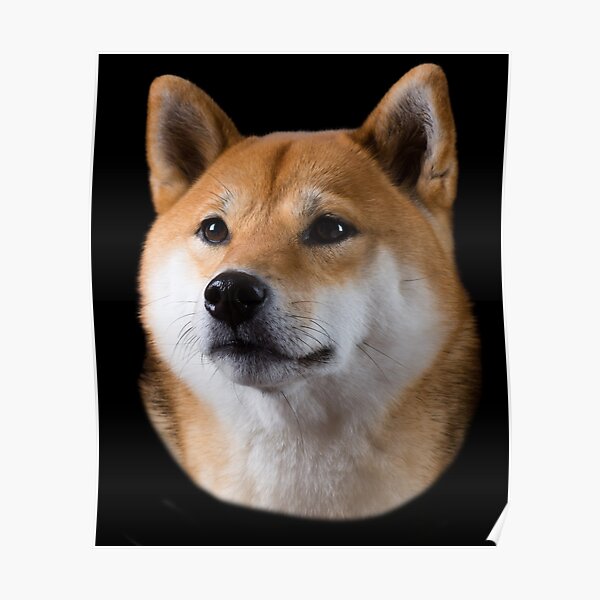 Fat Shiba Inu Posters | Redbubble