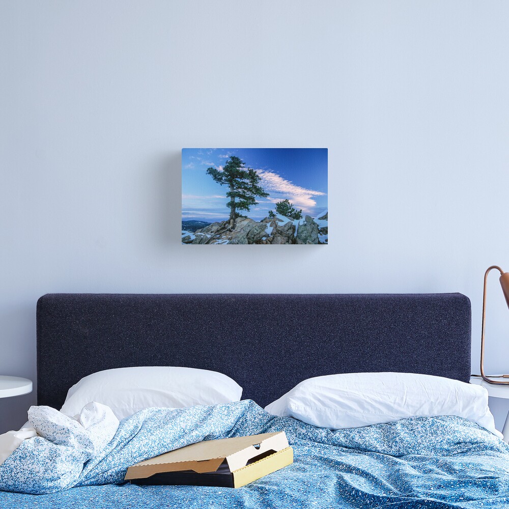 Above Boulder Colorado Spirit Tree Canvas Print