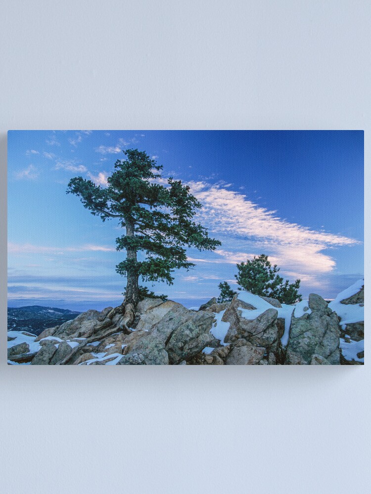 Alternate view of Above Boulder Colorado Spirit Tree Canvas Print