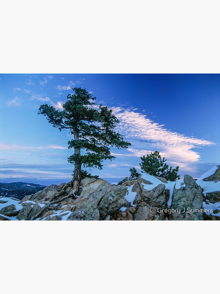 Above Boulder Colorado Spirit Tree by nikongreg