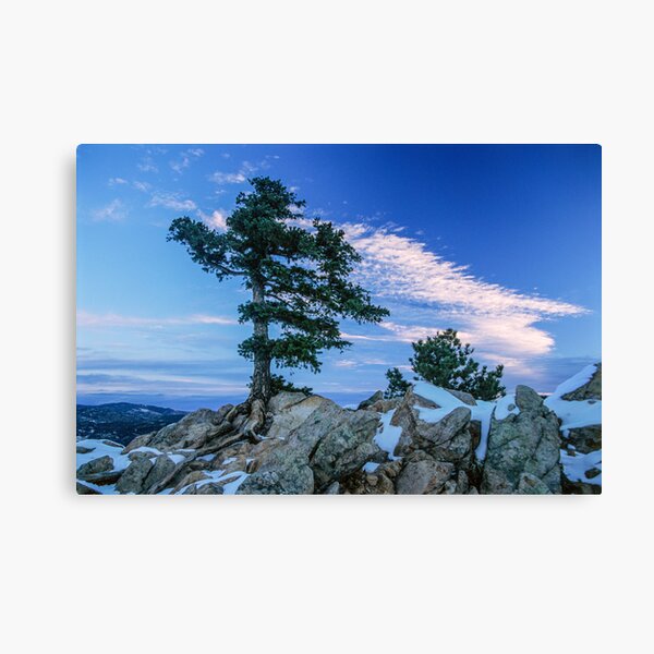 Above Boulder Colorado Spirit Tree Canvas Print