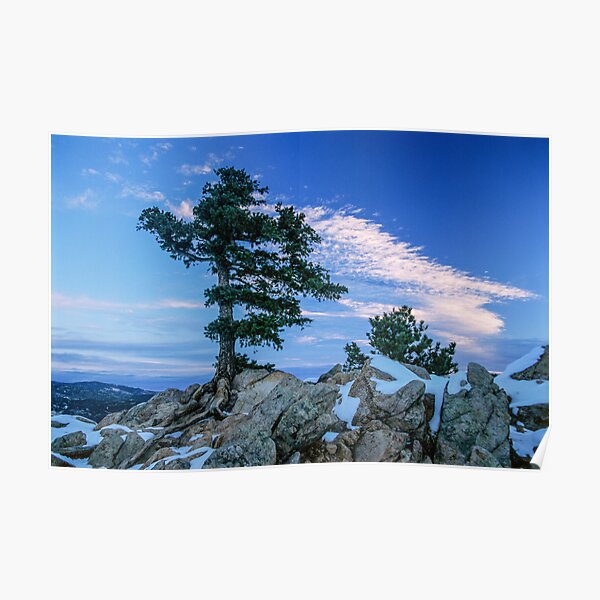Above Boulder Colorado Spirit Tree Poster