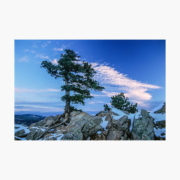 Above Boulder Colorado Spirit Tree Photographic Print