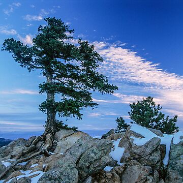 Artwork thumbnail, Above Boulder Colorado Spirit Tree by nikongreg