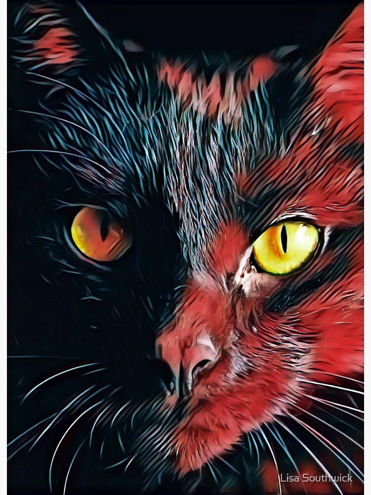 black and red cat