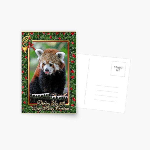 Red Panda Blank Christmas Greeting Card Postcard