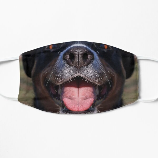 Appenzeller Mountain Dog show toungue Black Cute Pet licking Close up Mouth Flat Mask