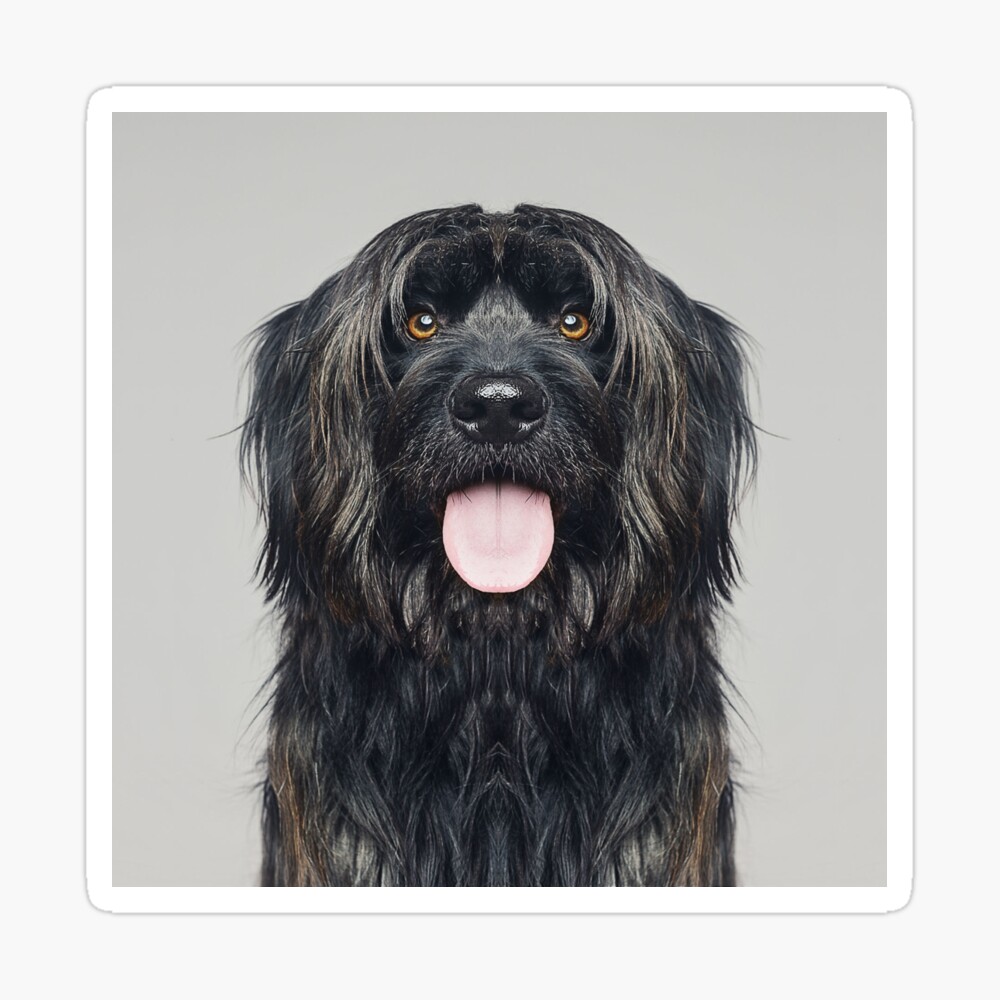 Sheepdog Licking Showing Tongue Outside Black Hair Dog Portrait Cool Dog Show Mouth And Nose Poster By Davosllc Redbubble