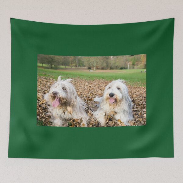 Item preview, Two Bearded Collie Dogs designed and sold by Paul Thompson Photography.