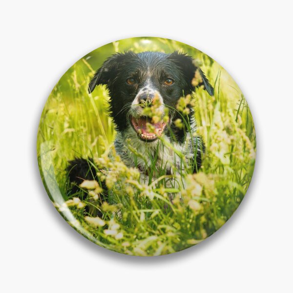 Item preview, Sprollie dog photo designed and sold by bdws.
