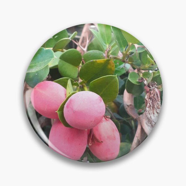 Item preview, Carissa berries  designed and sold by lealey19.
