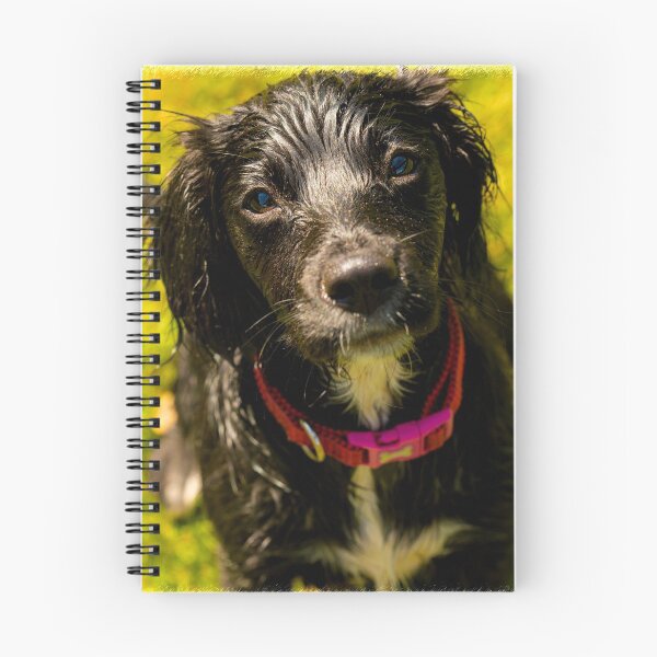 Item preview, Sprocker puppy - cute pup photo designed and sold by bdws.