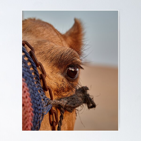 Item preview, Through The Eye of a Camel designed and sold by Doug King.