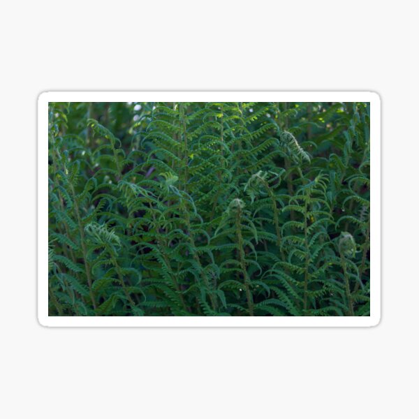 Item preview, Close up of green ferns in woodland designed and sold by Jenny Burrows.