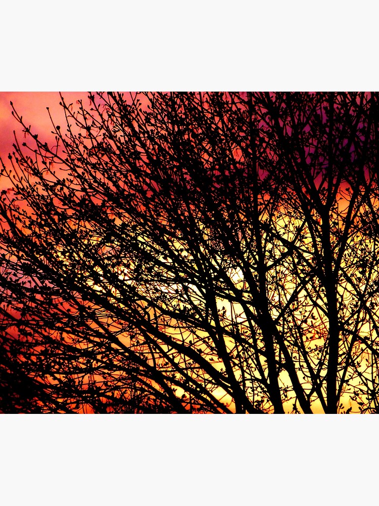 Evening Light in Rose and Gold by elaine226