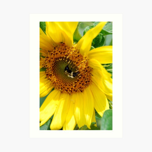 GATHERING Art Print