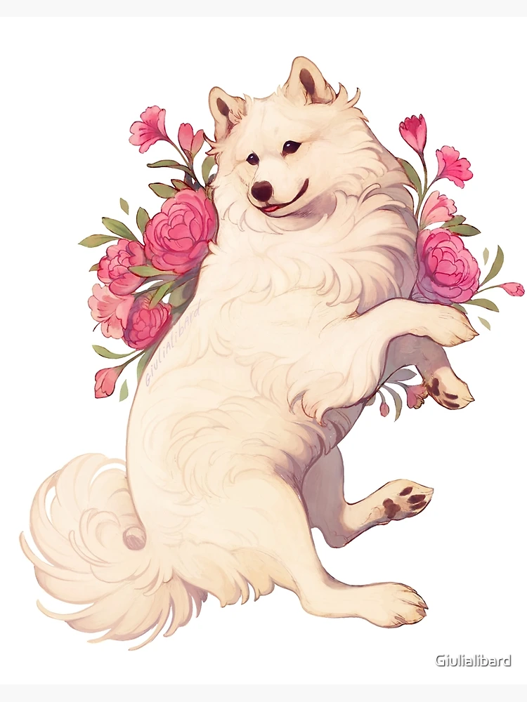 Samoyed dog