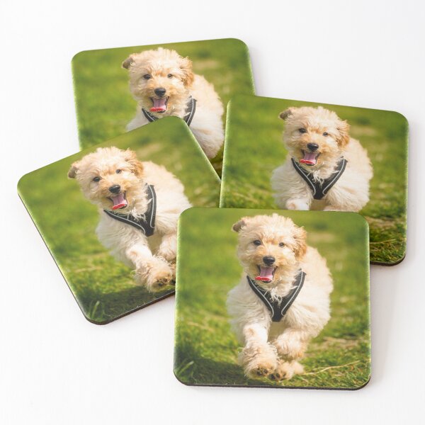 Item preview, Cute Cockapoo puppy photo designed and sold by bdws.