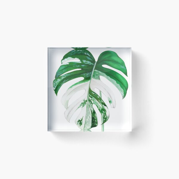 Item preview, Monstera Albo  designed and sold by belokrinitski.