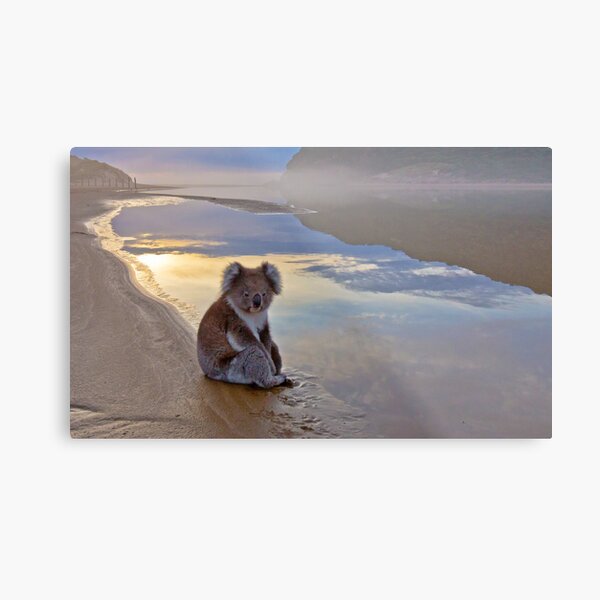 Koala Reflections Metal Print
