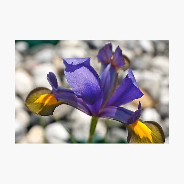 Iris Photographic Print