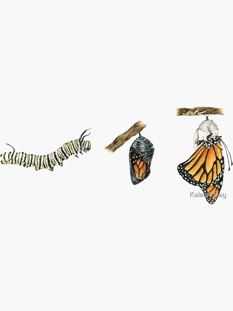 Monarch Butterflies Adhesive Decor 24 Piece