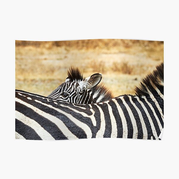 Zebra Peek-a-Boo Poster