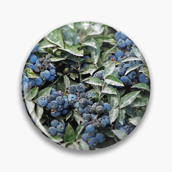 Item preview, Maine Blueberries designed and sold by NGraham72.