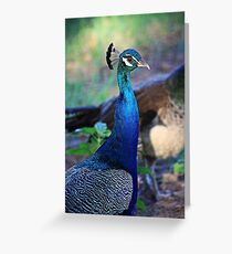 Peacock Blue Greeting Card