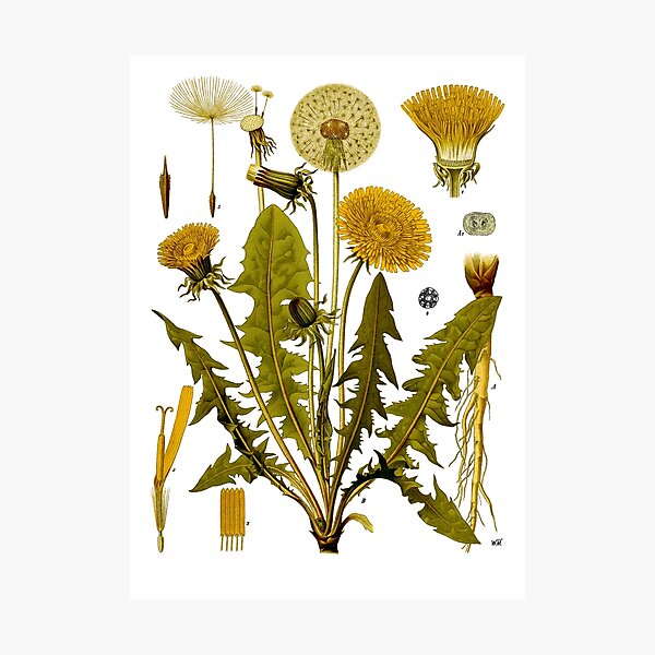 Dandelion - Taraxacum officinale Photographic Print