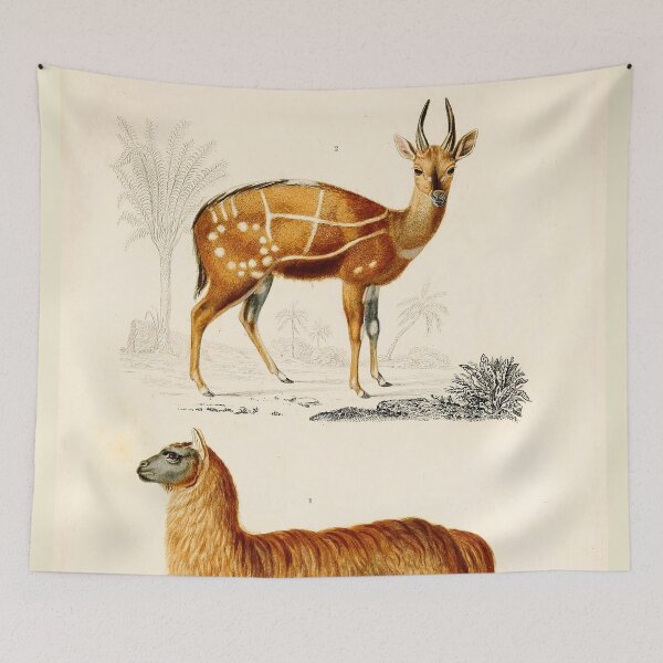Item preview, Vintage French biology illustration - Quadrupeds Alpaca Antelope designed and sold by Gardenlibrary.