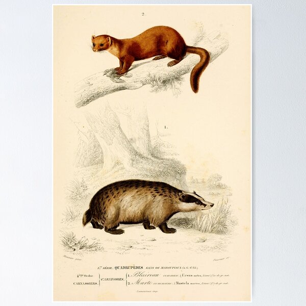 Item preview, Vintage French biology illustration - Quadrupeds Badger Marte designed and sold by Gardenlibrary.