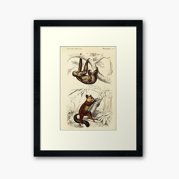 Item preview, Vintage French biology illustration - Bradype Quadrupeds designed and sold by Gardenlibrary.